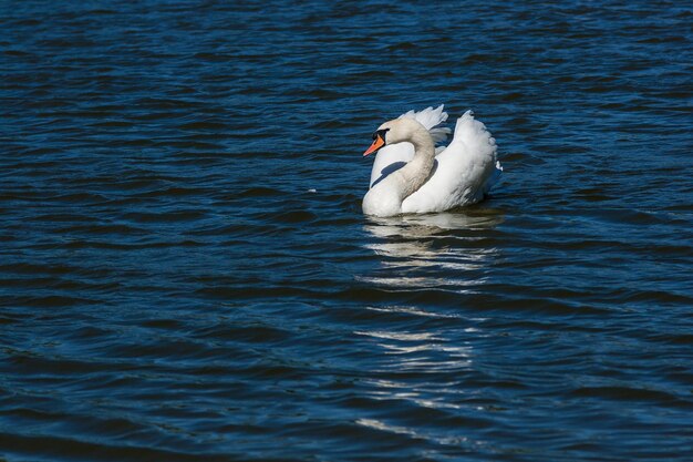 写真 美しい白鳥が湖に浮かぶ