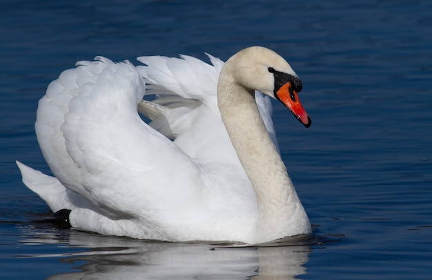 A beautiful swan is floating on the river