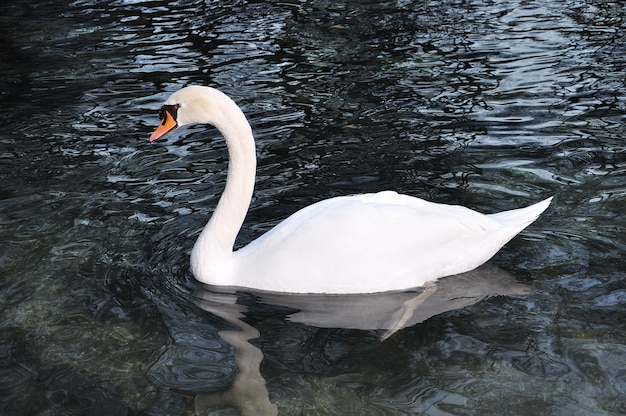 Beautiful swan on the lake