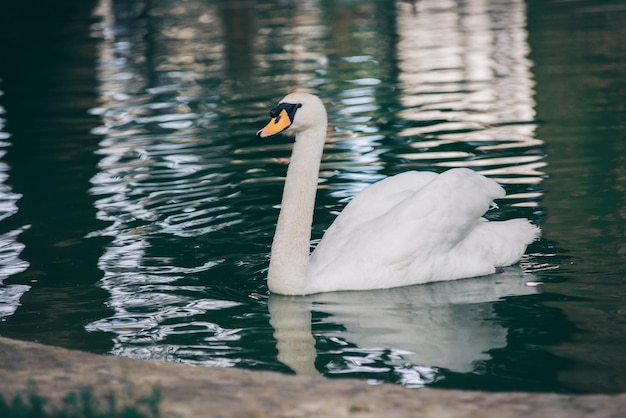 Beautiful Swan in the lake