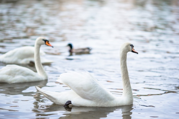 Beautiful swans in Prague river Vltava and Charles Bridge on the background. Karluv Most and white swans