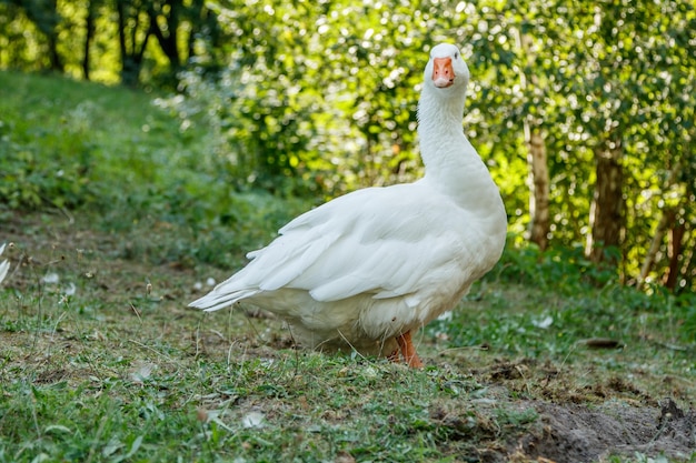 Beautiful swans sit on green grass