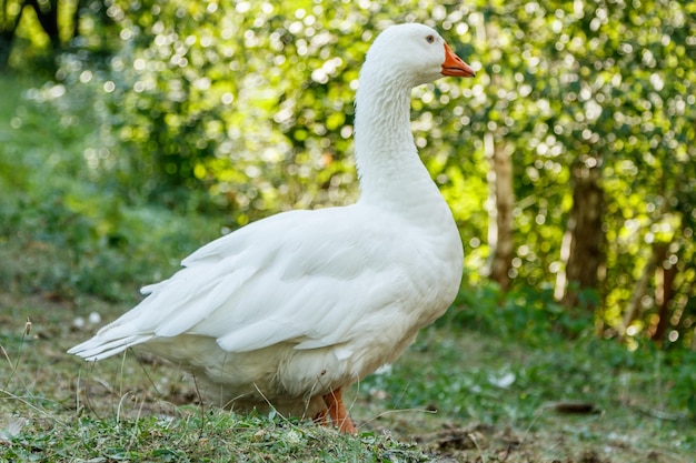 Beautiful swans sit on green grass