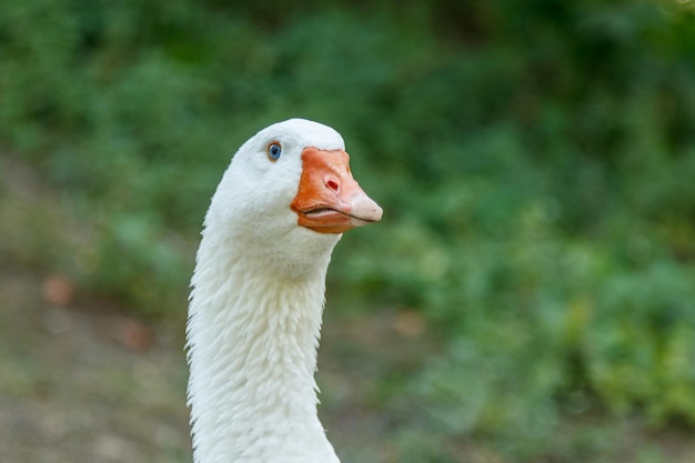 美しい白鳥は緑の草の上に座っています