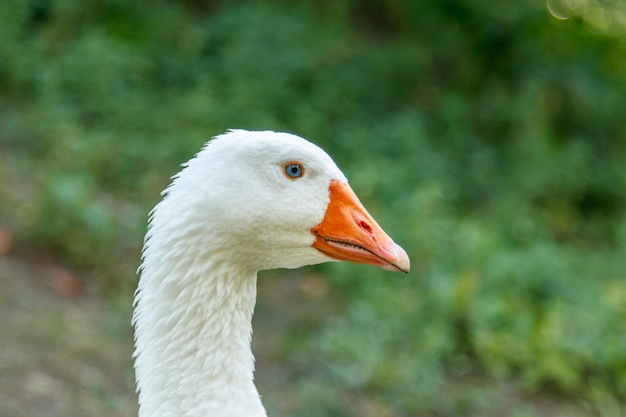 Beautiful swans sit on green grass