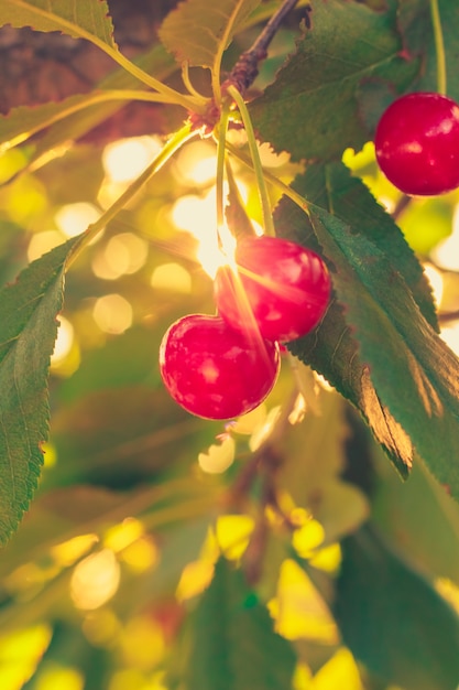 Beautiful sweet ripe cherries