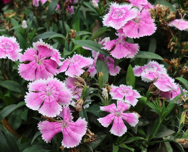 Beautiful sweet william flower garden closeup shot Refreshing natural sweet william flower with pink and white shade Sweet William flower garden with green grass and leaves Pink dianthus flower