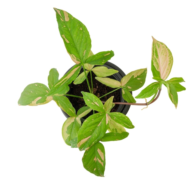 Красивое пестрое комнатное растение Syngonium podophyllum с розовыми и зелеными листьями в черном горшке, изолированном на белом фоне, плоская планировка