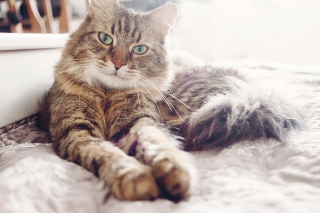Красивый тэбби-кот лежит на кровати и смотрит зелеными глазами Пушистый мейн-кун с забавными эмоциями отдыхает в белой стильной комнате