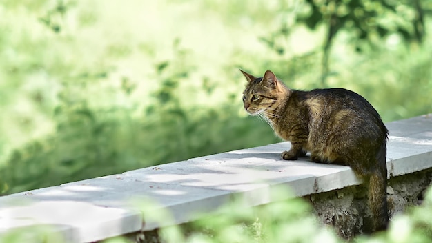 Beautiful tabby cat sits on a concrete fence Domestic cat in the garden