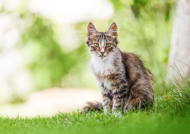 Beautiful tabby cat sitting on the green grass Domostic cat in the garden