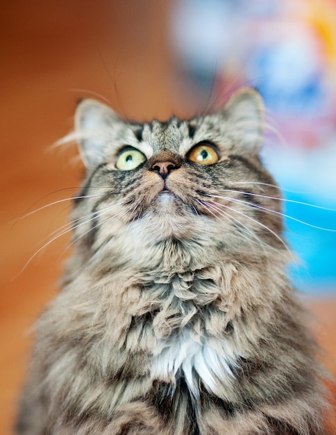 Beautiful tabby cat with different eyes. Close up.