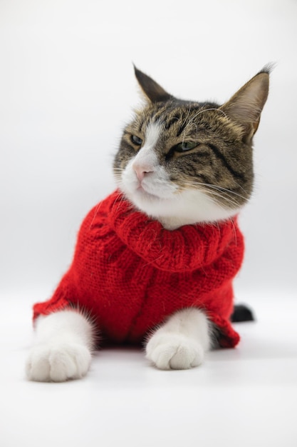 Beautiful tabby cute cat isolated on white background