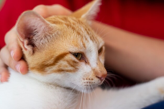 Beautiful tabby kitten enjoying the caresses of its human male hand stroking cat hand closeup domestic animals