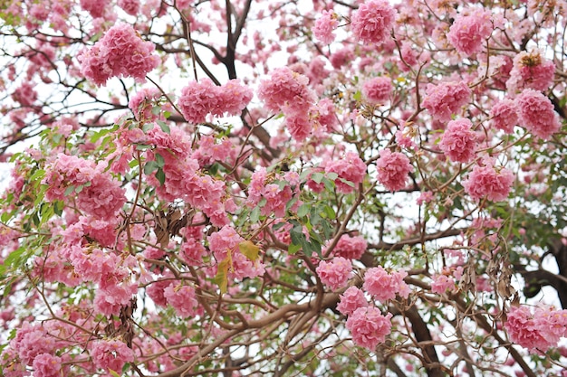 春に咲く美しいTabebuia roseaやTrumpetの木。公園のピンクの花。