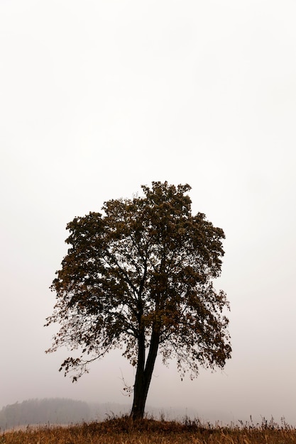 Фото Красивое высокое дерево на холме