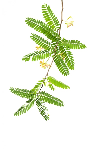 Beautiful Tamarind flower and leaves