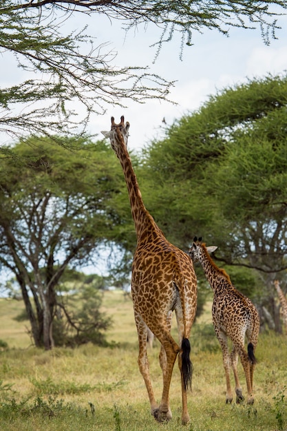 Bellissima tanzania