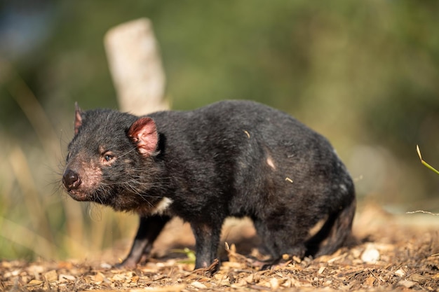 Beautiful tasmanian devil in the Tasmanian bush Australian wildlife in a national park in Australia in spring