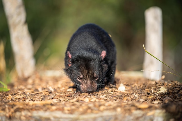 Beautiful tasmanian devil in the Tasmanian bush Australian wildlife in a national park in Australia in spring