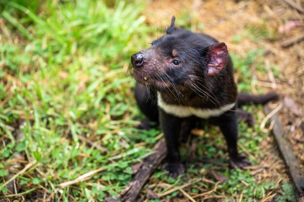 タスマニアのジャングルで美しいタスマニア悪魔 オーストラリアの野生動物 オーストラリアの国立公園で春