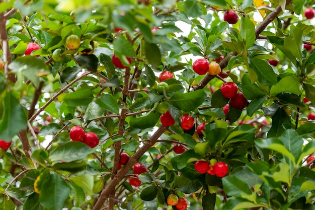 Beautiful and tasty Acerola (Malpighia emarginata) on the tree. Sweet and tasty fruits, great for making juice and eating fresh. Originally from Antilles, Central, North and South America.