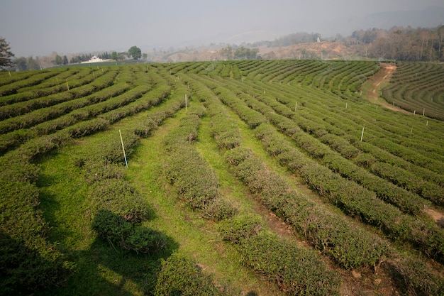 Beautiful tea garden in Thailand