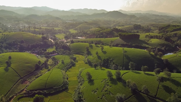 Красивые чайные холмы Фермеры собирают чайные поля в Лонг Кок Тан Сон Пху Тхо, Вьетнам