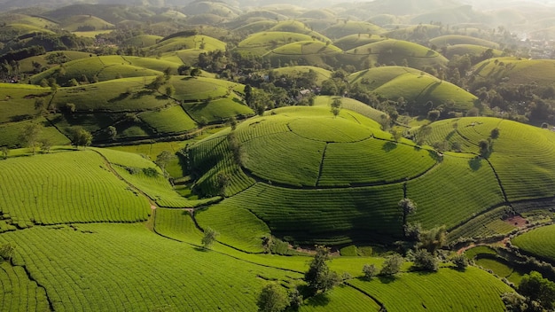 Beautiful tea hills Farmers collecting tea agricultural fields at Long Coc Tan Son Phu Tho Vietnam