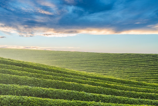 写真 早朝の日差しの中で美しい茶畑