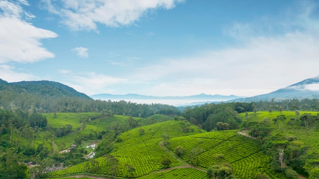 Beautiful tea plantation landscape in Indonesia