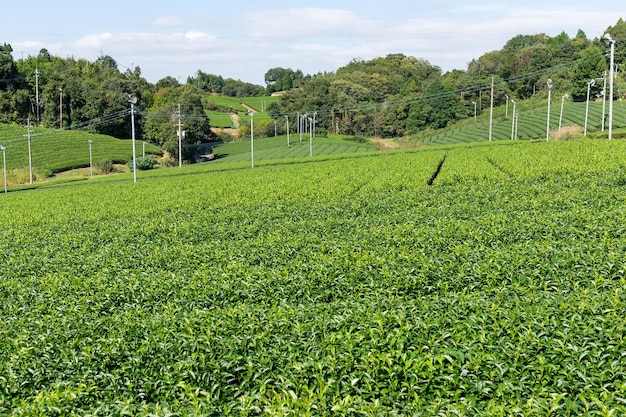 Beautiful tea plantation