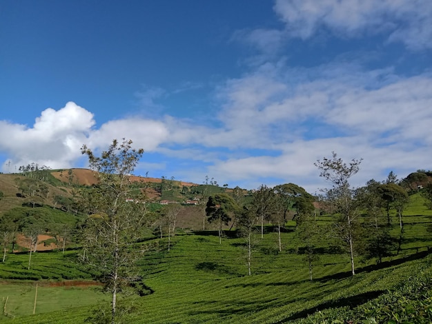 Beautiful Tea Plantations Amidst The Clouds