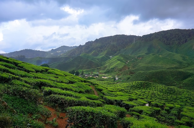マレーシアの山々にある美しい茶畑。キャメロンハイランドの山の斜面にある山の緑茶
