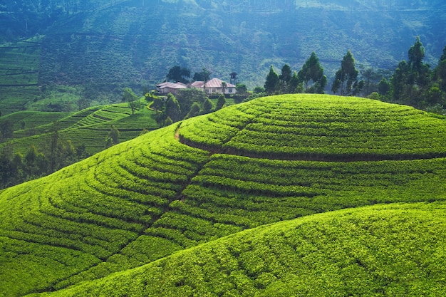 南アジアの美しい茶畑