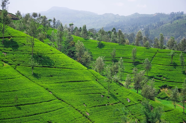 Красивые чайные плантации в Южной Азии