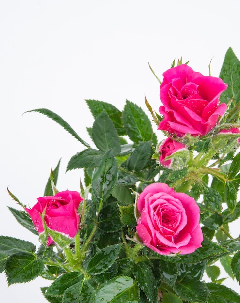 Bellissimo cespuglio di rose tea con fiori rosa su uno sfondo isolato