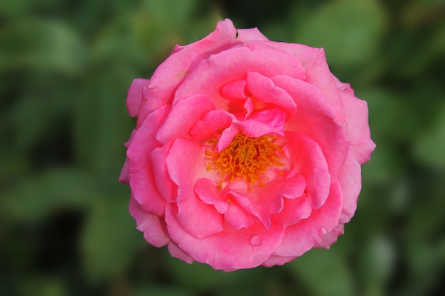 Beautiful tea rose of delicate pink color woke up after\
sleep