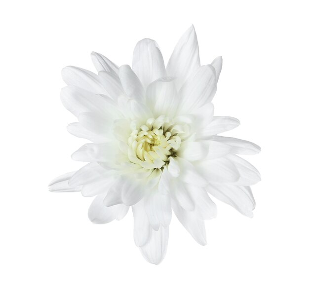 Foto bellissimo fiore di crisantemo tenero isolato su bianco