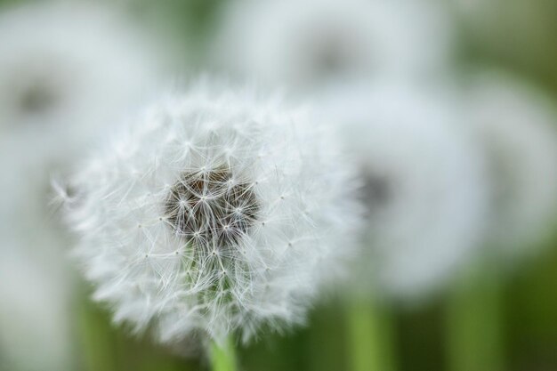 Beautiful tender dandelions on a nice spring day