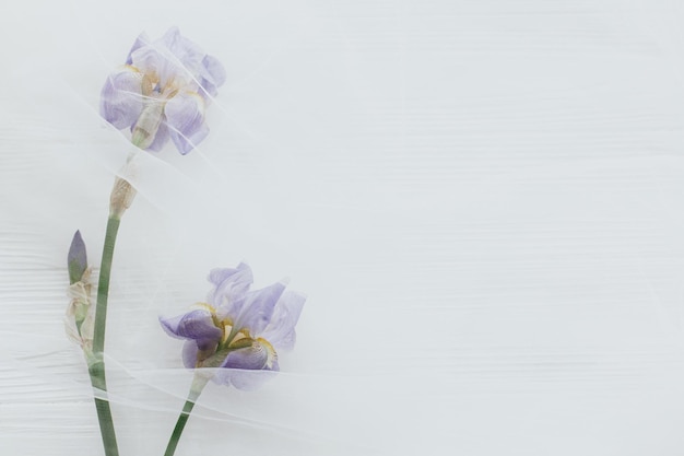 Beautiful tender iris flower under tulle fabric on white wooden background top view with copy space