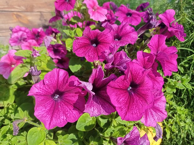 Photo beautiful tender pink purple flowers petunias sunny day