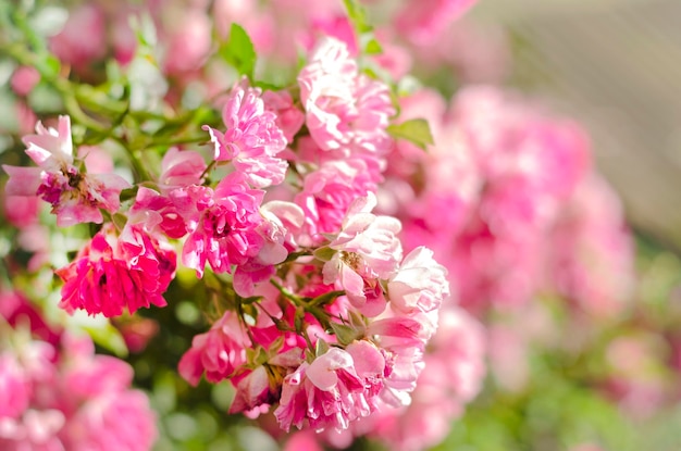 Beautiful tender pink small roses