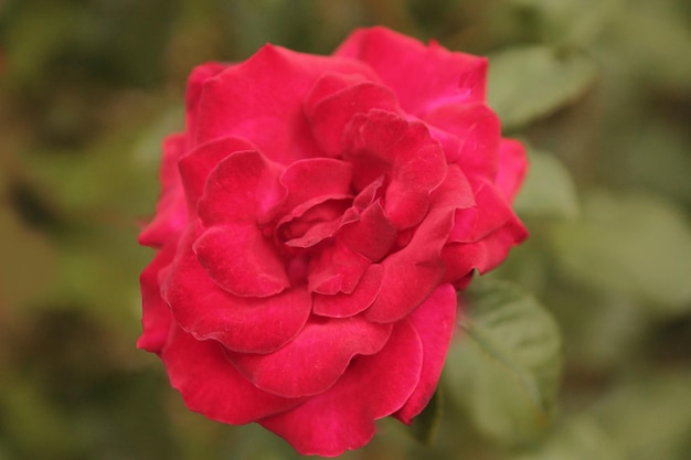 エレガントな美しさと優しさで驚くほど美しい赤いバラ