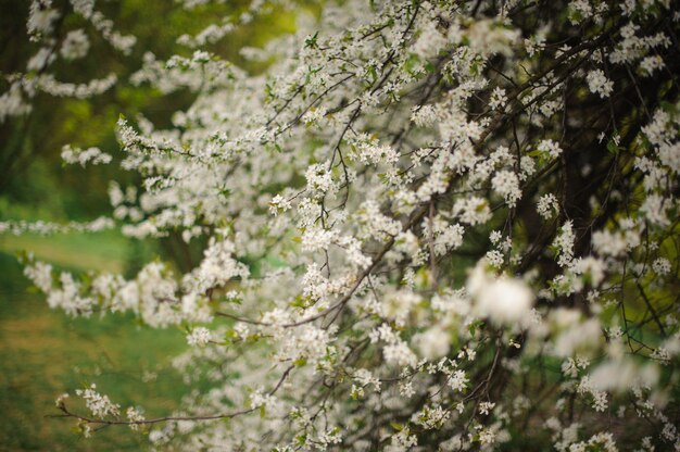 美しくて柔らかい春に咲く桜