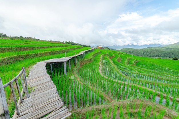 Beautiful terrace rice fields in Mae chaem Chaing Mai Thailand background