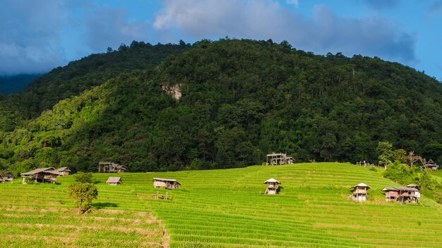 Beautiful Terraced Rice Field in Chiangmai Thailand