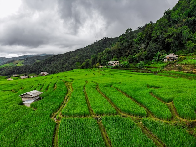 Beautiful Terraced rice field in harvest