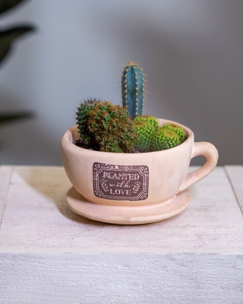 Bellissimo terrario con cactus, fiori, roccia, sabbia all'interno della tazza da concerto, tazza