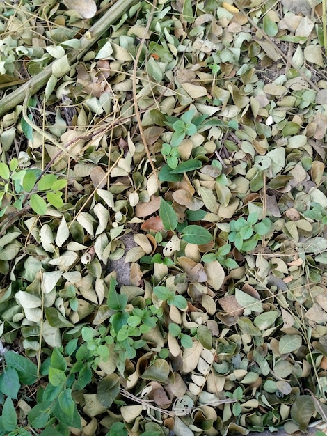 beautiful texture of some dry leaves